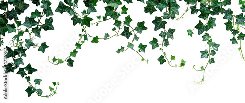 leaves on white