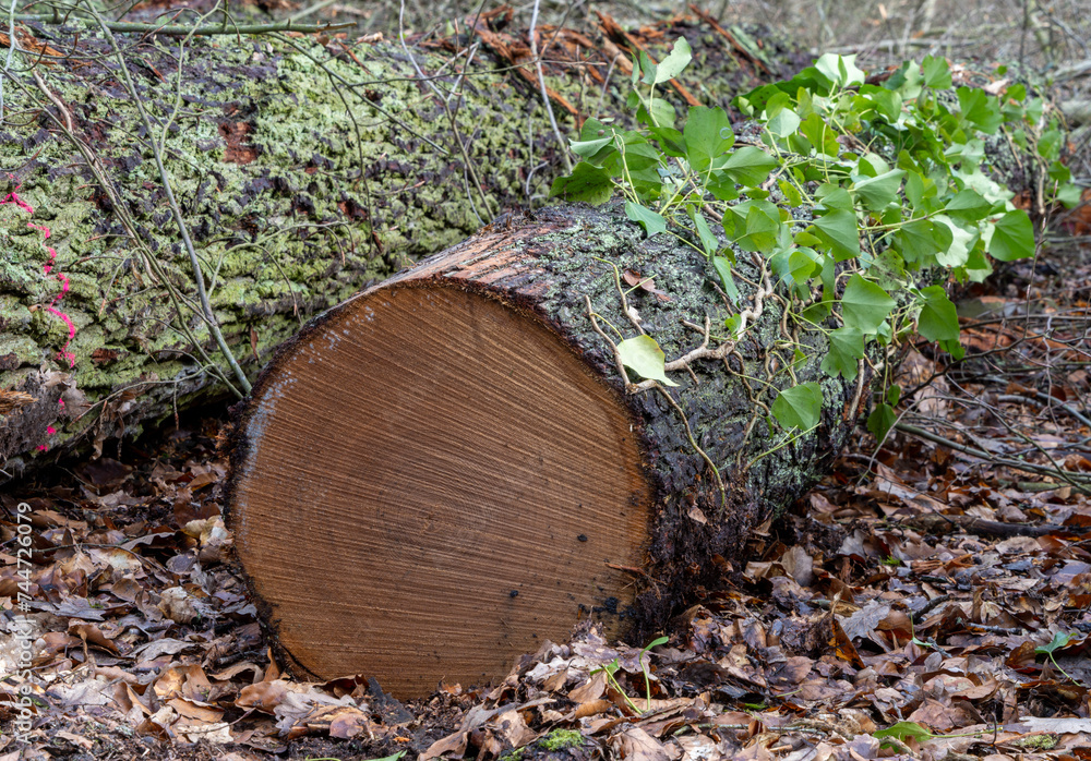 Detailfoto, Forstwirtschaft und Rodung im Wald, Berlin, Deutschland