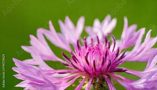 macro of a pink cornflower isolated on green