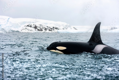 An orca pod swimming in the cold blue waters of the Arctic, their black and white colors stark against the icy seascape