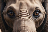 elephant face close up