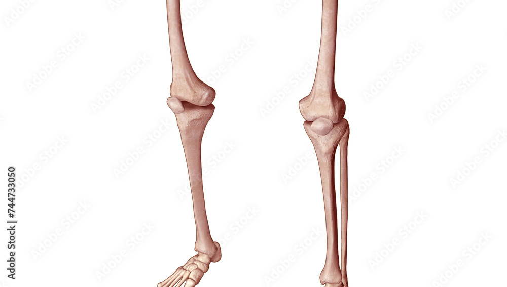 Medical Illustration of Leg Region of the Human Male Body