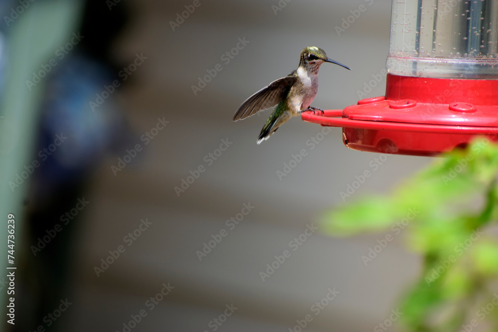 Obraz premium hummingbird feeding on feeder