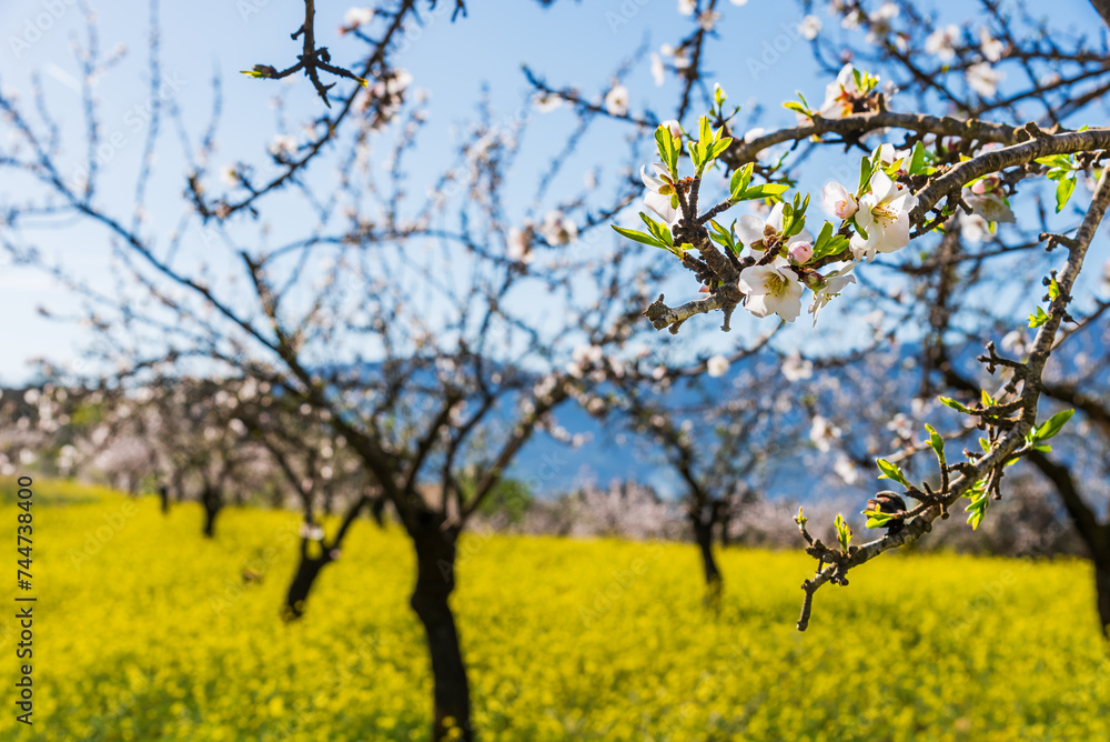 Almond tree flowering, white almond flowers in the foreground, blurred trees in the background on a blanket of yellow flowers. Almond tree flowering, white almond flowers in the foreground, blurred trees in the background on a blanket of yellow flowers.
