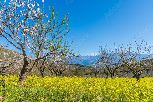 Rows of almond trees in bloom on a blanket of yellow flowers, with the Sierra Nevada mountains in the background, Granada.