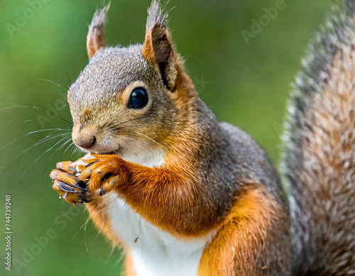 American red squirrel (Tamiasciurus hudsonicus) known as the pine squirrel, North American red squirrel and chickaree. photo