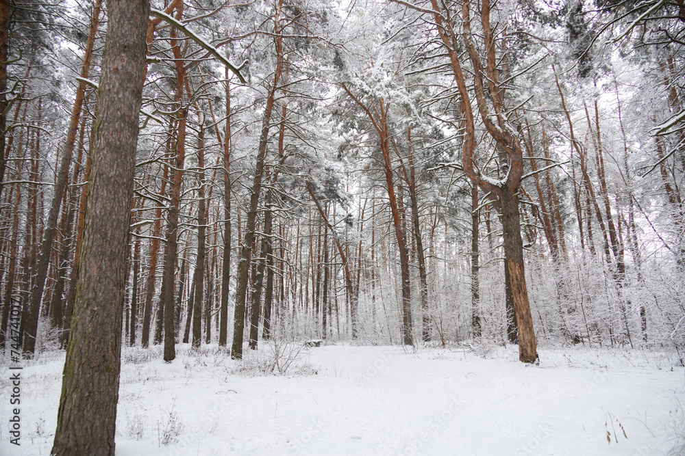 Winter snowy pine forest