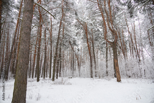 Winter snowy pine forest © Алина Зябрева