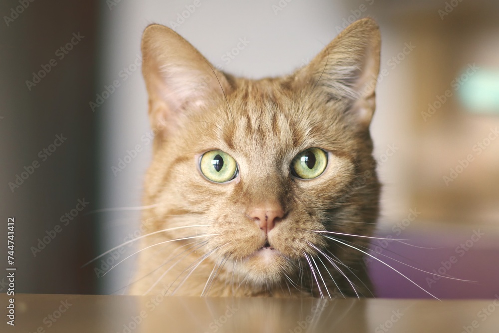 Close up portrait of red  cat looking straight at camera. Horizontal image with soft focus. 