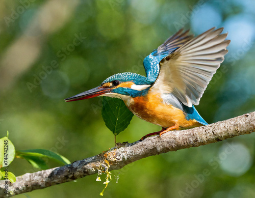 Common kingfisher landing on branch in summer from side