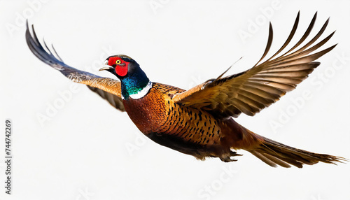 Common pheasant, phasianus colchicus, flying in the air isolated on white background. Ring- necked bird with spread wings hovering cut out on blank. Brown feathered animal in flight photo