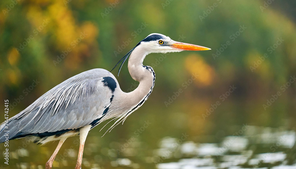 Grey heron, ardea cinerea, looking to the fish in river in shot form side. Bird with long legs standing in wetland in autumn. Feathered animal with orange beak waiting for prey in water.