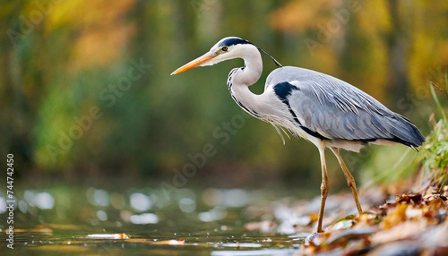 Grey heron, ardea cinerea, looking to the fish in river in shot form side. Bird with long legs standing in wetland in autumn. Feathered animal with orange beak waiting for prey in water.
