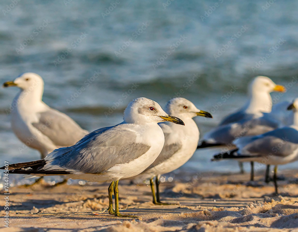 Obraz premium The flock of ring-billed gull (Larus delawarensis) on the shore of the lake Michigan