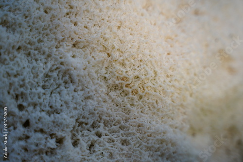Fototapeta Naklejka Na Ścianę i Meble -  White coral texture. Natural surface closeup. Coral reef texture.