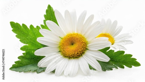 chamomile flowers composition isolated on white background as package design element