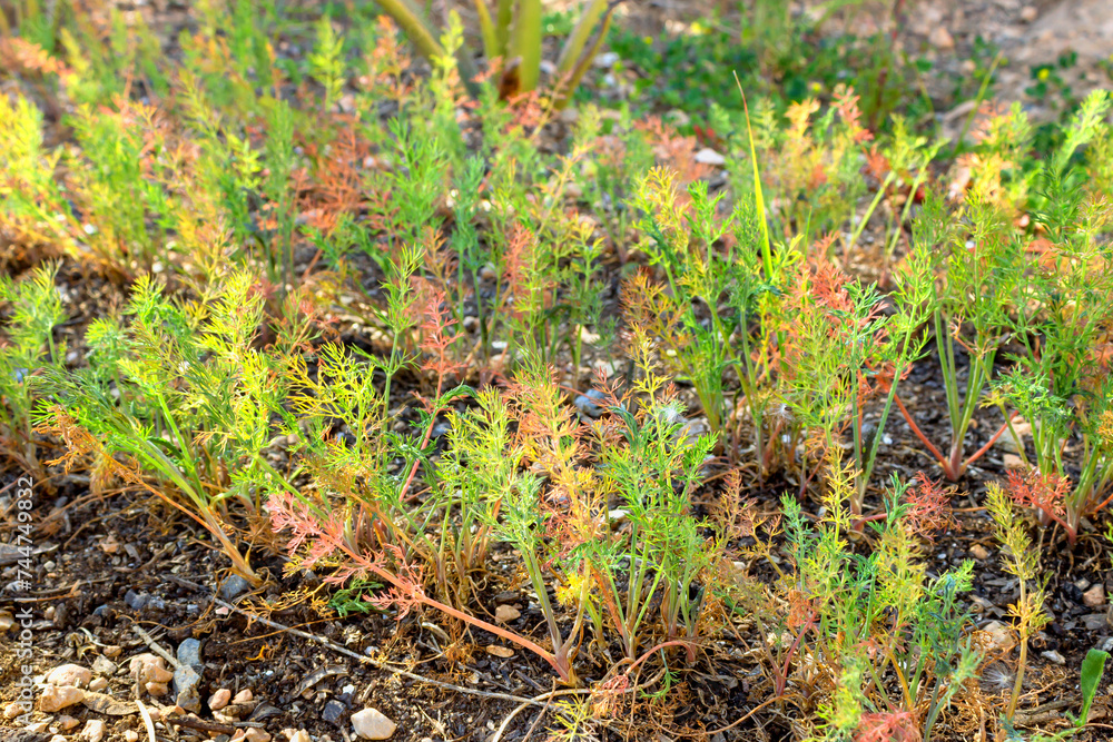A close-up of an overwintered dill plant growing in the garden. The branches are green and red. Selective focus A close-up of an overwintered dill plant growing in the garden. The branches are green and red. Selective focus