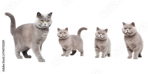 Collection of British Shorthair cat isolated on a white background as transparent PNG