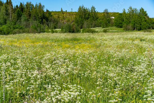 A green field under a blue sky.