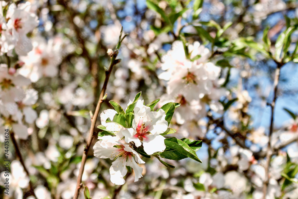 Almond tree flowers  close up. Blurry background with branches. Waiting for spring. Selective focus.