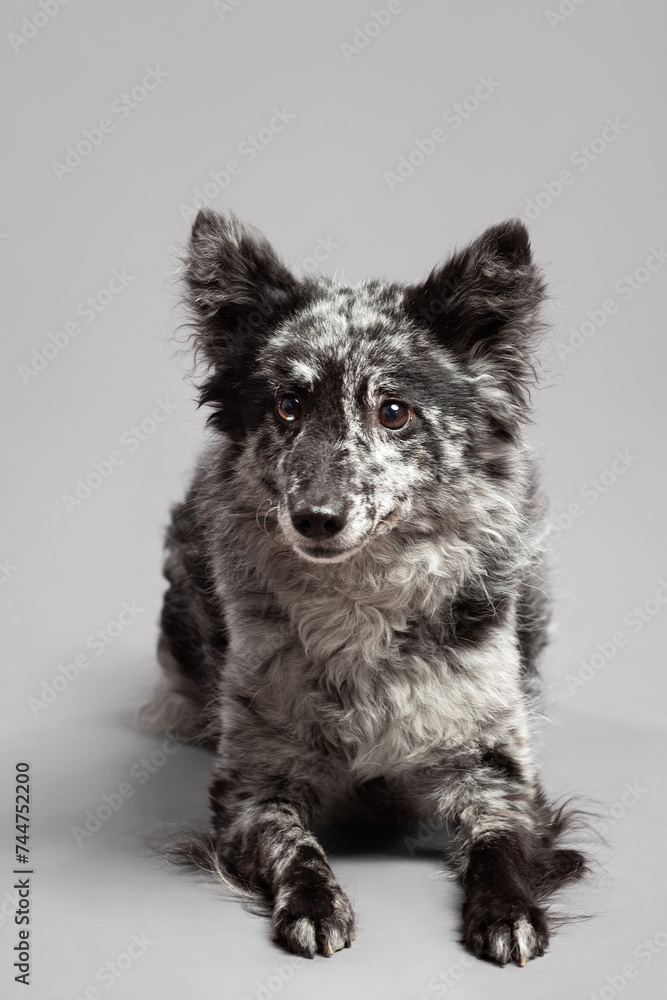 a grey mudi dog lying on the floor in the studio on a gray background