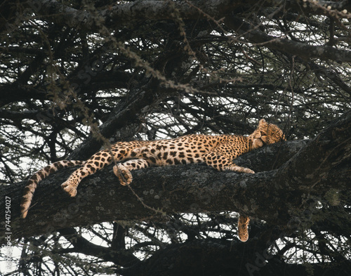 Leopard sleeping on a tree branch