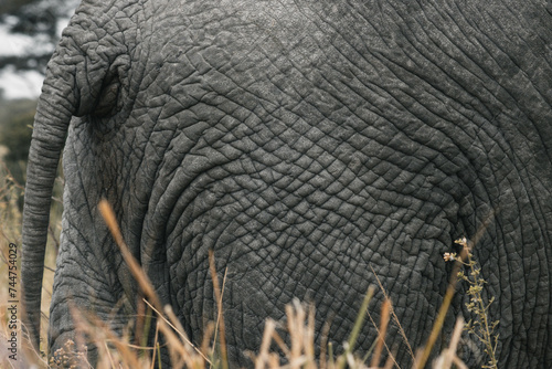 close view of the skin of an elephant