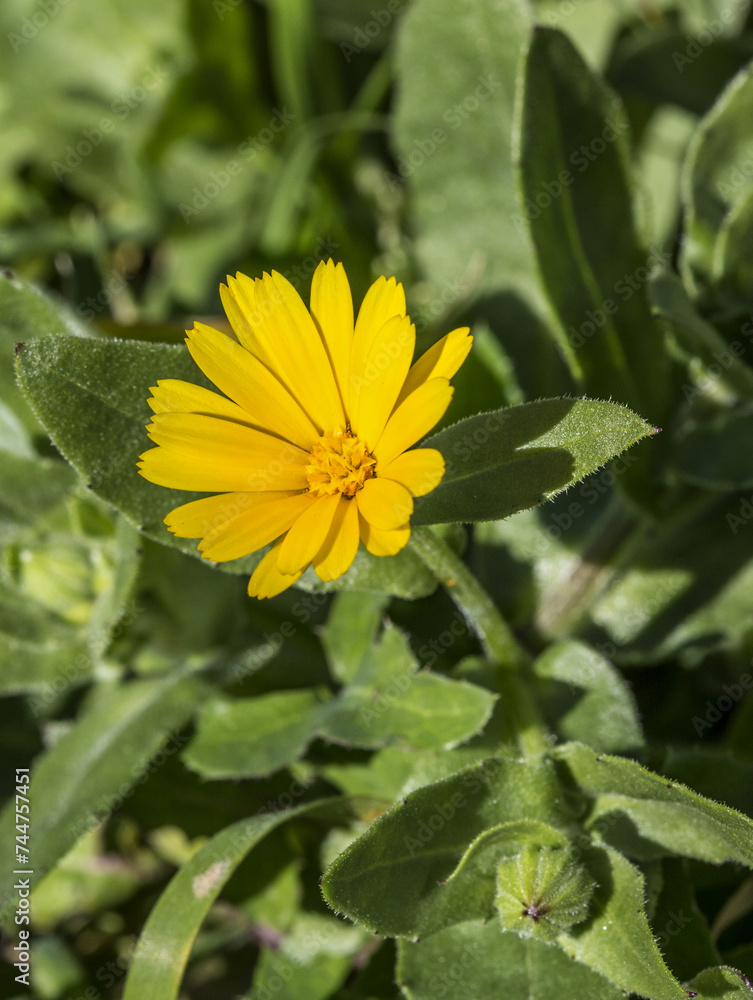 Calendula arvensis known by the common name Field marigold
Calendula arvensis known by the common name Field marigold