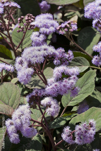 Eupatorium atrorubens is a perennial herbaceous plant photo