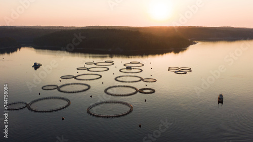 Fishing farm, trout farming. Tranquil dawn casts a golden hue over an aquaculture farm, with circular fishnets floating on the calm water. The silhouettes of boats and distant treelines frame this photo