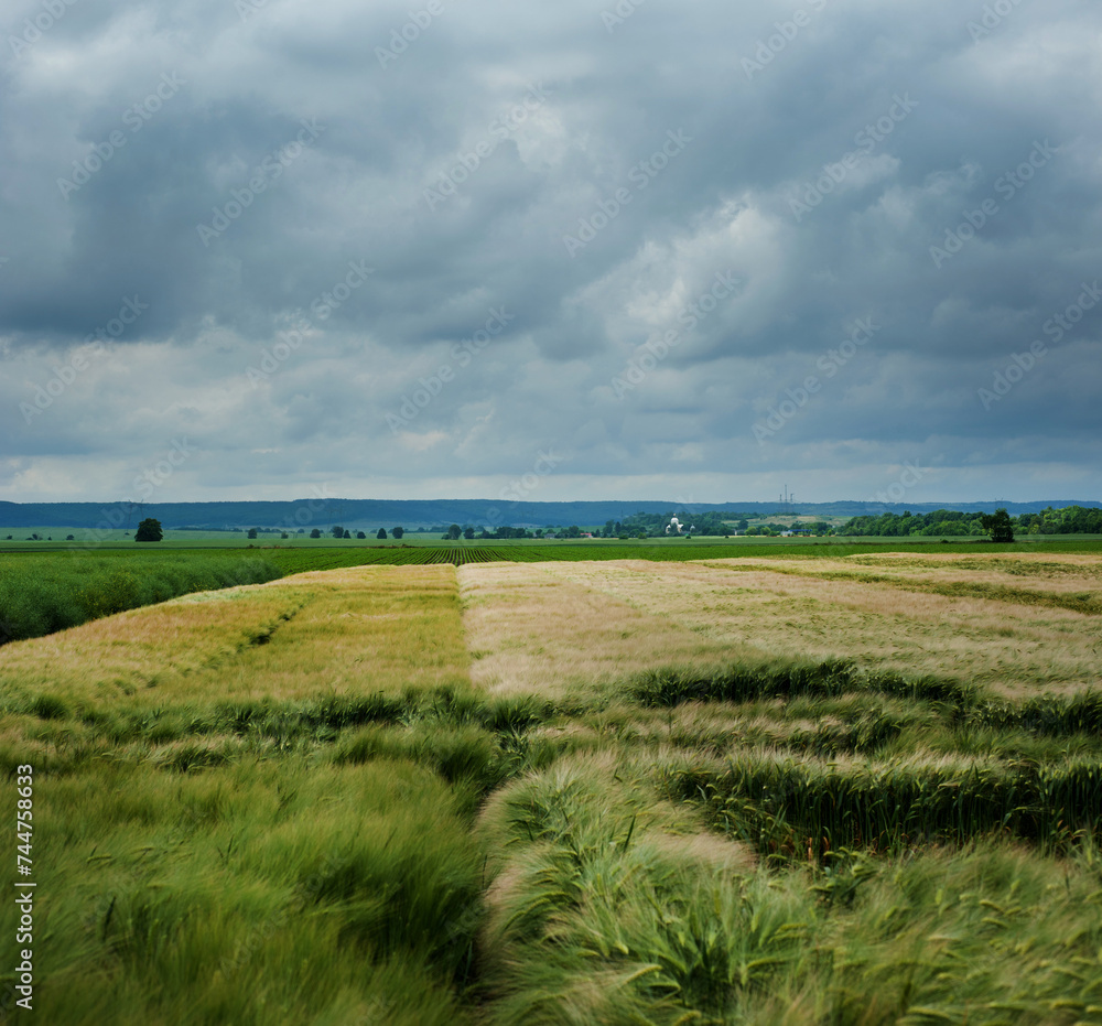 Agricultural field with varieties of grain crops and storm, dramatic sky