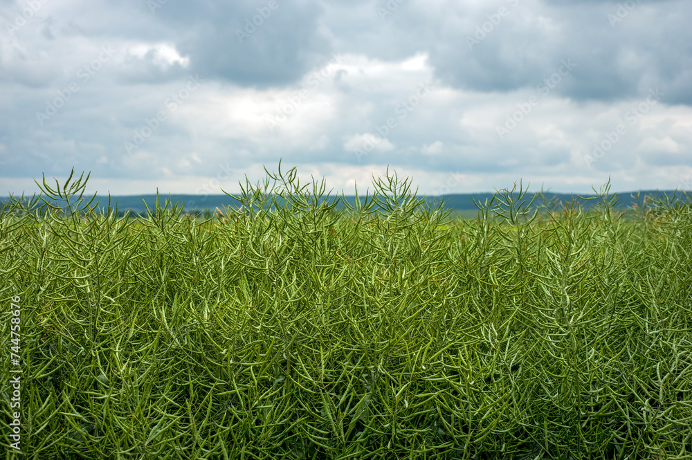 Obraz premium a field with green rapeseed pods, and the sky before a thunderstorm