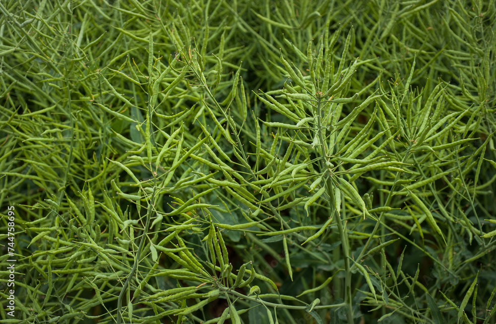 Rapeseed seed pods, close up Stems of rapeseed, Green Rapeseed field Rapeseed seed pods, close up Stems of rapeseed, Green Rapeseed field