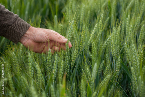 field with wheat, cereal crops, the farmer's hand touches the ears