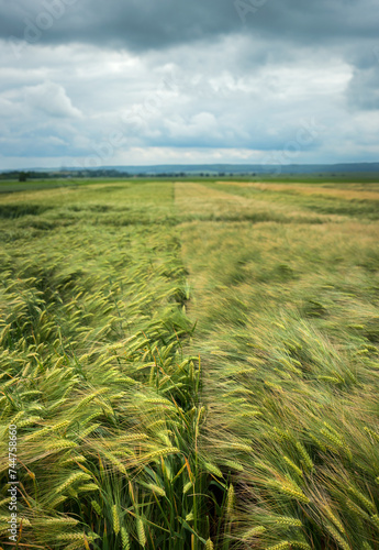 The boundary between the two varieties of grain crops at field, storm sky