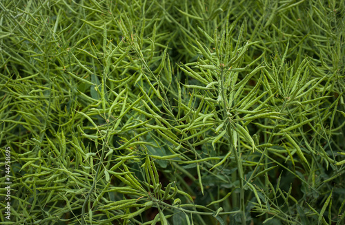 Rapeseed seed pods, close up Stems of rapeseed, Green Rapeseed field