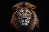 animal, nature, predator, wild, wildlife, ai, background, hunter, jungle, abstract. close up portrait of lion in dramatic against black background with enigmatic intense expression via Gen AI.