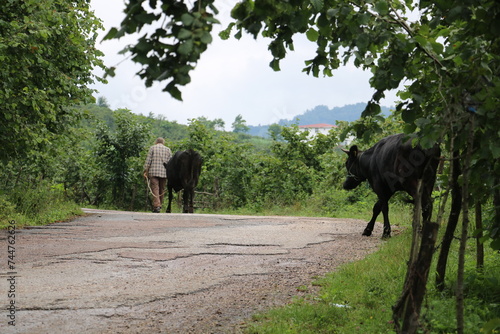 Peasant people taking their domestic cows to the garden to graze