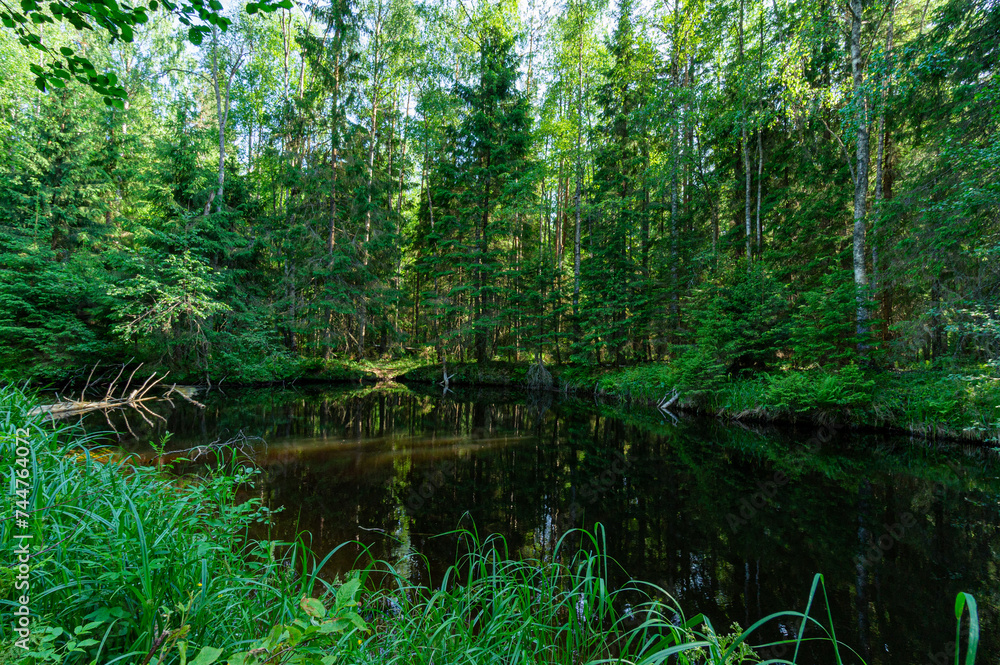 A variety of summer forest landscapes with rivers. A variety of summer forest landscapes with rivers.