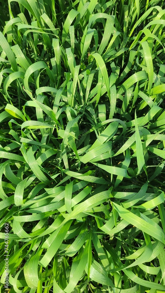 Green grass texture background. Green grass top view. Green grass texture background. Green grass top view.