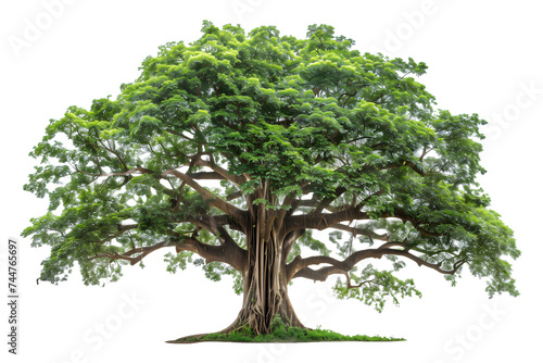Majestic Isolated Green Tree on White Background 