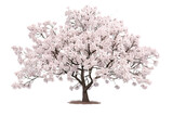 Cherry Blossom Tree in Full Bloom Isolated on White Background
