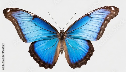 png flying blue morpho butterfly with open wings isolated on transparent background photo