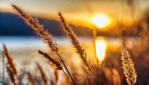 dry autumn grass on the shore of the lake at sunset abstract nature background macro image