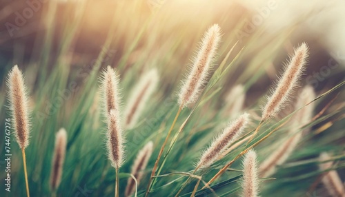 bunny tails grass on vintage style natura background