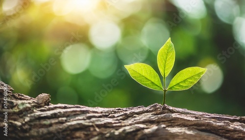 a new green leaf is born on an old tree concept of hope for a new life in the natural environment in the future renewal with business development and eco symbolic concepts environmental protection photo