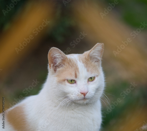 portrait of a cat