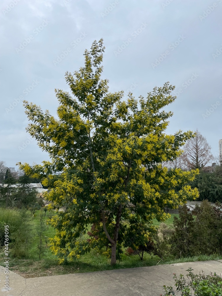 Obraz premium trees in the park
