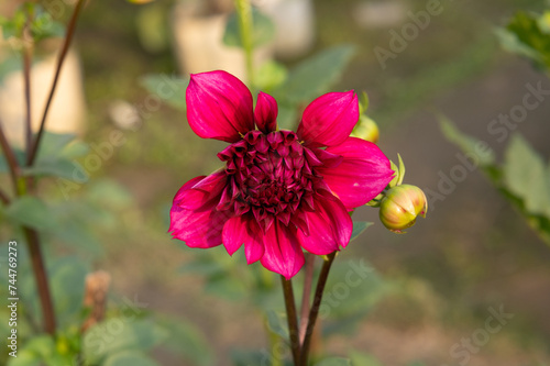 single photo of a zinnia flower in the garden photo