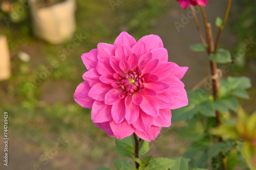 Photo single photo of a pink Dahlia closeup view.